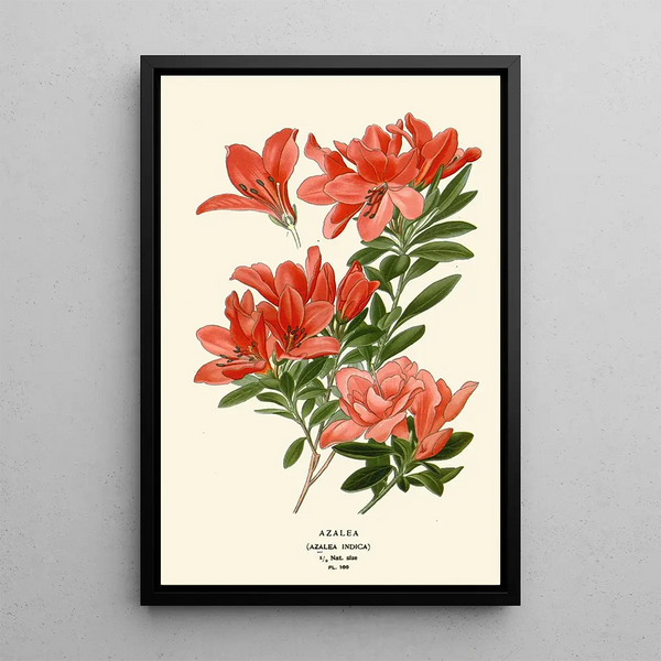 Edward Step - Azalea.webp