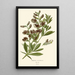 Reproductie van het schilderij Baptisia australis - Edward Step