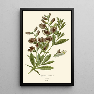 Edward Step - Baptisia Australis.webp