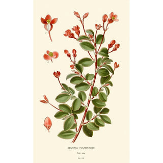 Edward Step - Begonia Fuchsioides.webp