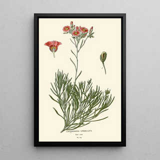 Edward Step - Calandrinia Umbellata.webp