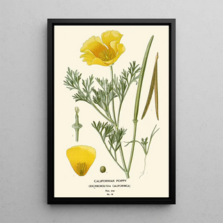 Edward Step - Californian Poppy.webp