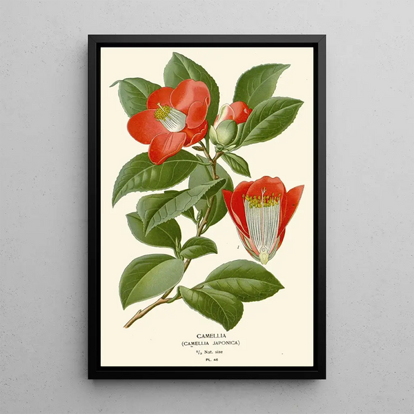 Edward Step - Camellia.webp