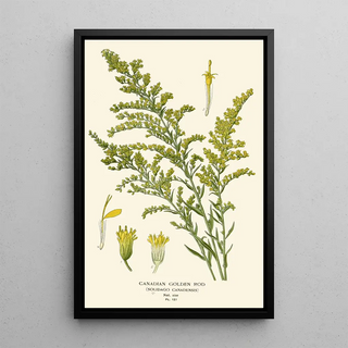 Edward Step - Canadian Golden Rod.webp