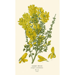 Edward Step - Canary Broom.webp