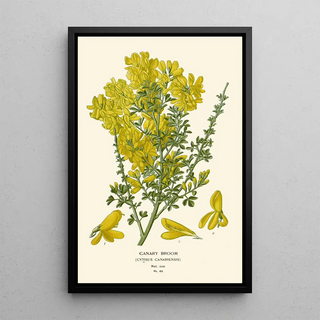 Edward Step - Canary Broom.webp