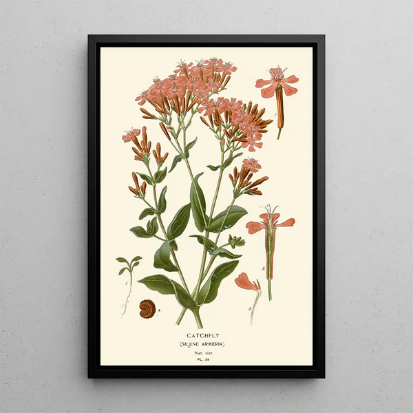 Edward Step - Catchfly.webp