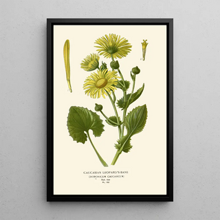 Edward Step - Caucasian LeopardsBane.webp