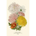 Chrysanten - Edward Step — weergave van het kunstwerk