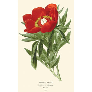 Edward Step - Common Peony.webp