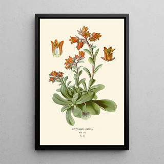 Edward Step - Cotyledon Retusa.webp