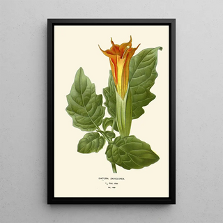 Edward Step - Datura Sanguinea.webp