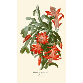 Edward Step - Epiphyllum Truncatum.webp