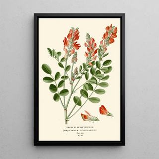 Edward Step - French Honeysuckle.webp