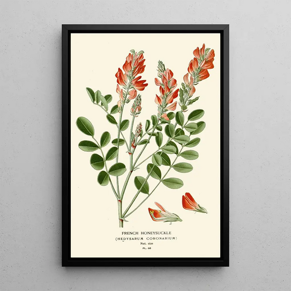 Reproductie van het schilderij Sainfoin - Edward Step