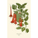 Fuchsia fulgens - Edward Step — weergave van het kunstwerk