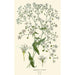 Elegante gypsophile - Edward Step — weergave van het kunstwerk