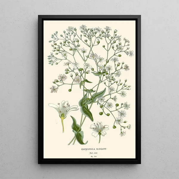 Edward Step - Gypsophila Elegans.webp