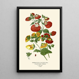 Edward Step - Herbaceous Calceolaria.webp