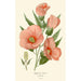 Hibiscus roseus - Edward Step — weergave van het kunstwerk