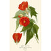 Abutilon hybride - Edward Step — weergave van het kunstwerk