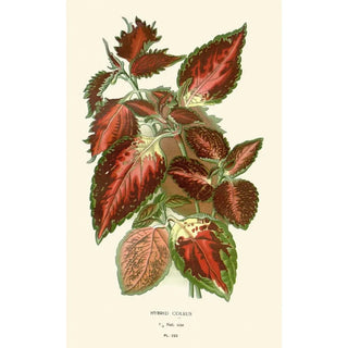 Edward Step - Hybrid Coleus.webp