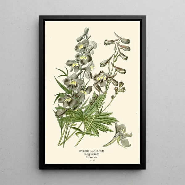 Edward Step - Hybrid Larkspur.webp