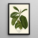Reproductie van het schilderij Caoutchouc - Edward Step | Reproduction