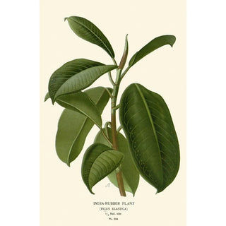 Edward Step - IndiaRubber Plant.webp