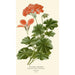Geranium met klimopbladeren - Edward Step — weergave van het kunstwerk