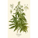 Aralia du Japon - Edward Step — weergave van het kunstwerk