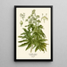 Aralia du Japon - Edward Step — ingelijst kunstwerk aan de muur