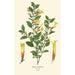 Libonia floribunda - Edward Step — weergave van het kunstwerk