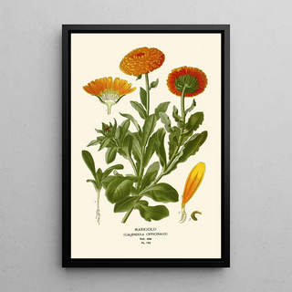 Edward Step - Marigold.webp