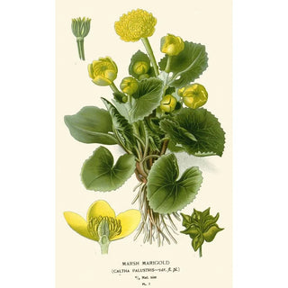 Edward Step - Marsh Marigold.webp