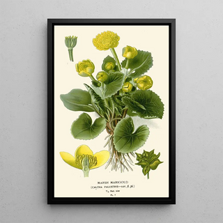Edward Step - Marsh Marigold.webp