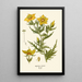 Reproductie van het schilderij Mentzelia Lindleyi - Edward Step | Reproduction