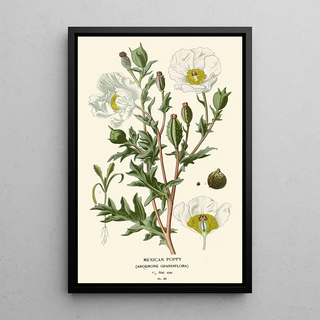 Edward Step - Mexican Poppy.webp
