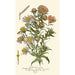 Asters de la Saint-Michel - Edward Step — weergave van het kunstwerk
