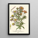 Asters de la Saint-Michel - Edward Step — ingelijst kunstwerk aan de muur