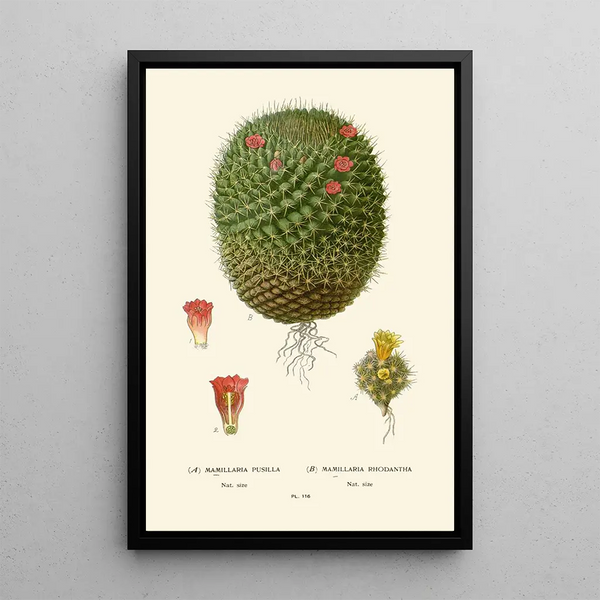 Edward Step - Mimillaria Pusilla Mamillaria Rhodantha.webp