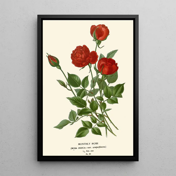 Rose mensuelle - Edward Step — ingelijst kunstwerk aan de muur