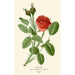 Rose mousse - Edward Step — weergave van het kunstwerk