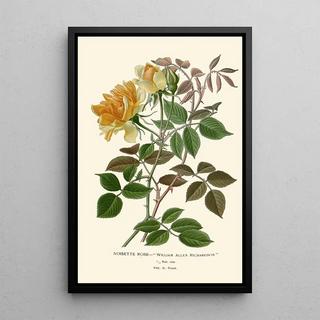 Edward Step - Noisette Rose.webp