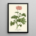 Reproductie van het schilderij Geranium met eikenbladeren - Edward Step