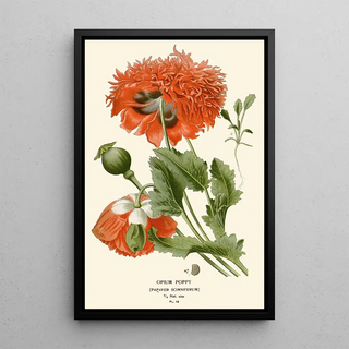 Edward Step - Opium Poppy.webp