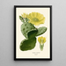 Reproductie van het schilderij Opuntia vulgaris - Edward Step
