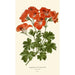 Pélargonium grandiflorum - Edward Step — weergave van het kunstwerk