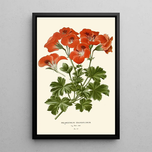 Pélargonium grandiflorum - Edward Step — ingelijst kunstwerk aan de muur