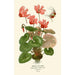 Cyclamen de Perse - Edward Step — weergave van het kunstwerk